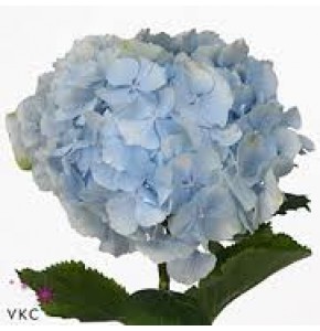 ΟΡΤΑΝΣΙΑ ΜΠΛΕ   -HYDRANGEA  VERENA BLUE